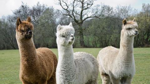Alpaca becomes a unicorn