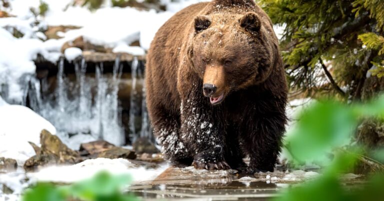 Analysts divided on Bitcoin bear market calls as prices inch up from $77,000 – DL News