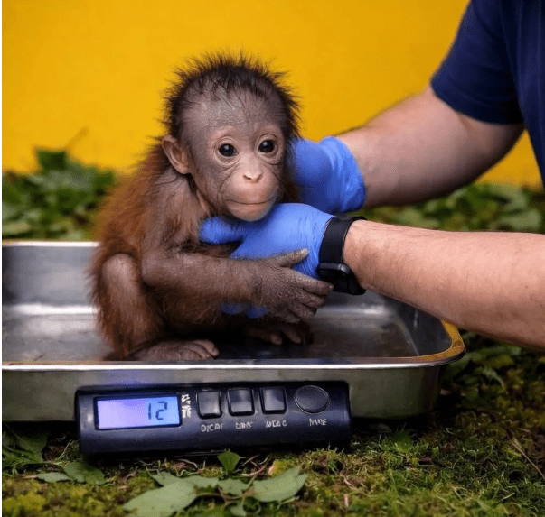 Newborn Orangutan ‘Kiko’ Stolen from Zoo Atlanta