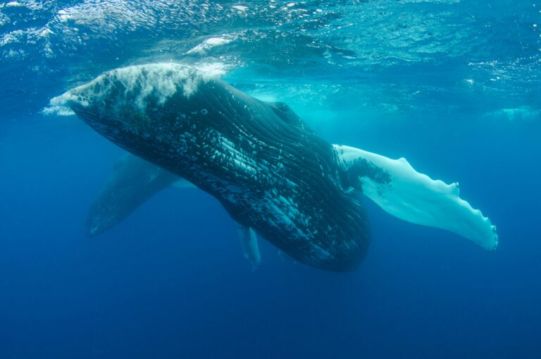 TRUMP Memecoin Whale Count Hits 5-Month High As Mar-a-Lago Gala Nears