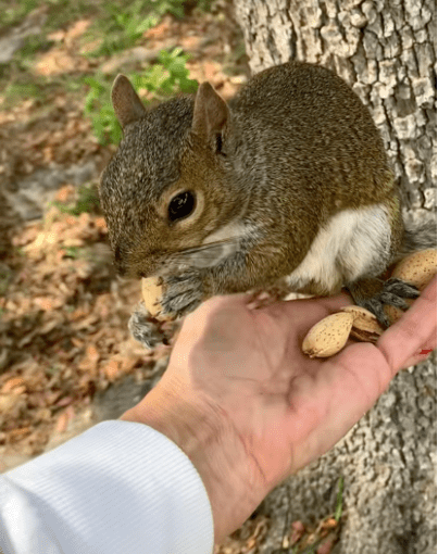 Viral TikTok Squirrel “Pip” Seized by Florida Wildlife Officials in Palm Beach