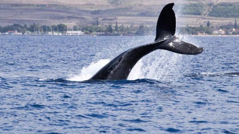 What next as Bitcoin (BTC) whales go long despite bearish bets piling up