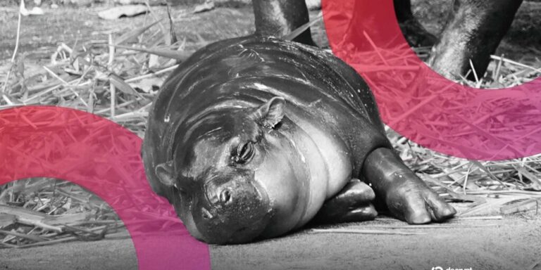 Moo Deng Meme Coin Rises After Man Fined for Entering Viral Pygmy Hippo’s Den
