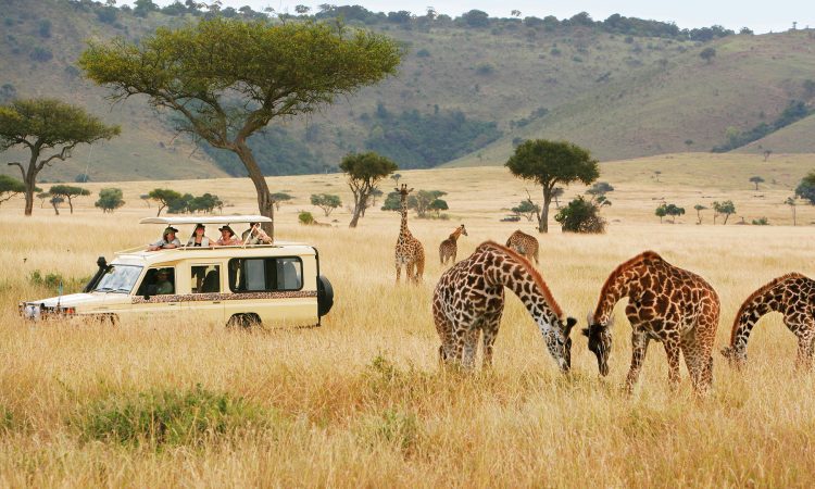 Safari in Kenya 2026: Best Parks, Prices & Travel Tips