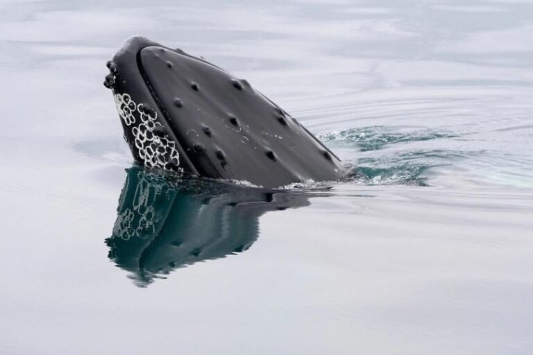 A bitcoin whale that went silent in 2013 moves $40 million in BTC