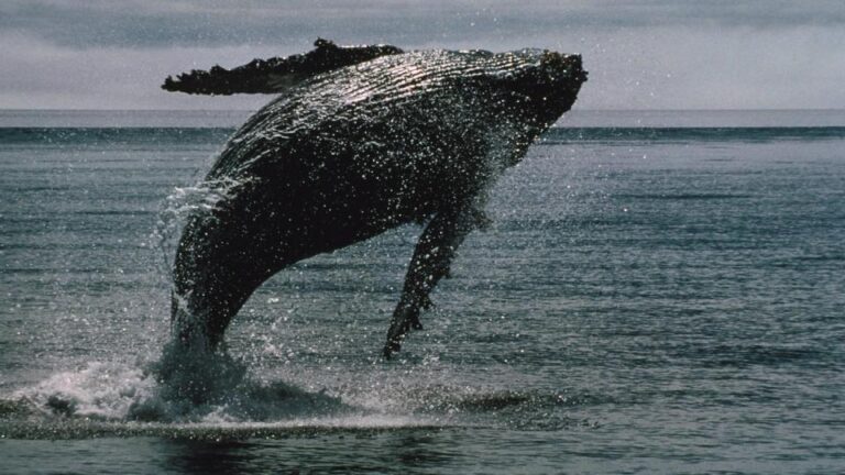 Bitcoin whales bought $16.7 billion of BTC in two weeks even as ETFs bled a record $4 billion