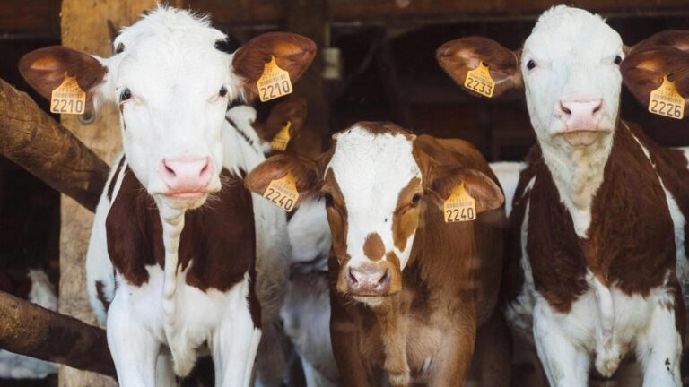 Struggling farmers unlock $20,000 in credit by putting cows on the blockchain